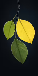 two leaves hanging from a branch against a dark sky