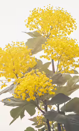 yellow flowers are in a garden with green leaves