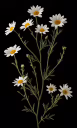 a close up of some flowers with white petals