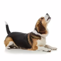 beagle dog sitting up and looking upward with paw raised up