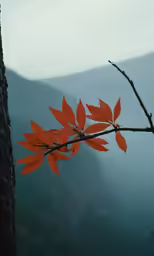 tree branches with an orange leaf on it