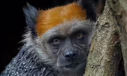 an animal is staring intently and sitting beside the tree