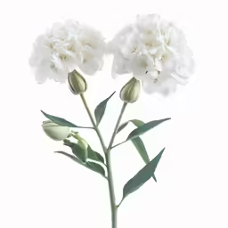 two large white flowers sitting on top of green stems