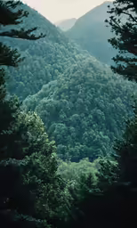 a green mountain with a forest below and trees