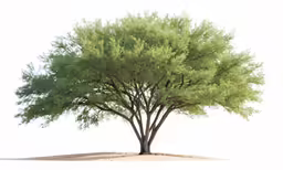 a lone tree with green leaves in a desert