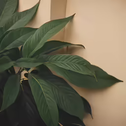 a large green leaf on top of a plant