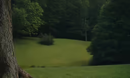 an animal that is in the grass next to a tree