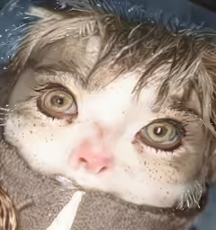 a close up of a cat with wet hair on