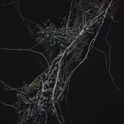 a vine is growing up the side of a tree