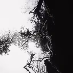 a view from below of a tall tree