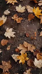 several leaf littering areas are shown in this photograph