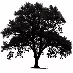 a tree that is black and white with a white background