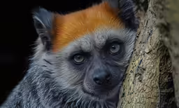 a close up of a animal on a tree trunk
