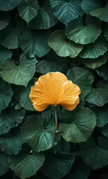the large yellow flower on the green plant is on the leafy branches