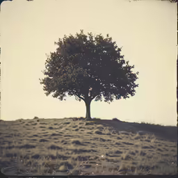 this is an image of a tree on a hill