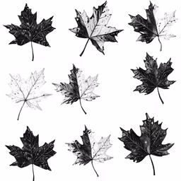 the five leaves of the maple tree are drawn in pencil