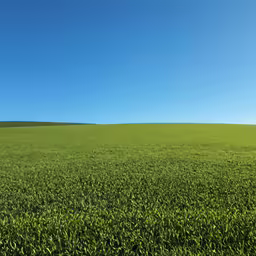 green crops on a farm field under a blue sky