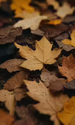 leaves on the ground all over the place