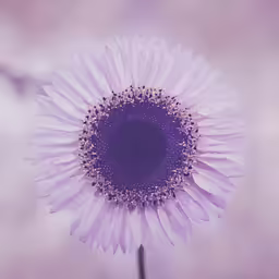 a purple flower with drops on it