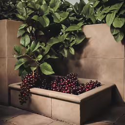 the large concrete pot is holding some berries
