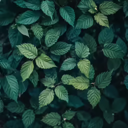 a leafy bush with green leaves in it