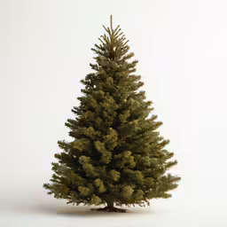 a tiny evergreen tree on an isolated white background