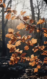 leaves hanging off of a tree, with the sun shining through them