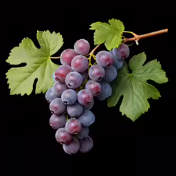 the purple grapes are ready for picking