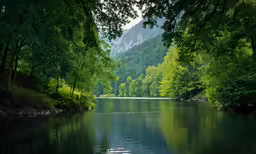 trees line the side of the river in the wilderness