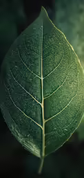 a large leaf laying on top of a table