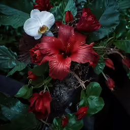 a large group of red and white flowers in bloom