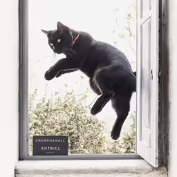 there is a cat that is flying high up in the air