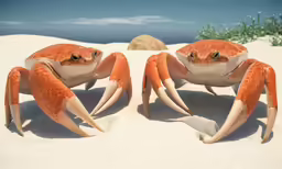 two large orange crabs in sand on the beach