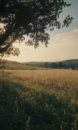 a field of grass with a lone tree and sun in the background