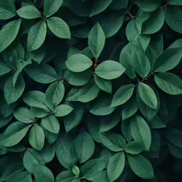the leaves of a plant are in a close up position