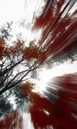an image of trees from inside the car looking up