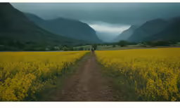 a lonely country road with a man walking away
