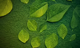 the leaves are all green and shiny in the sun