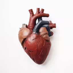 a human heart model is lying down