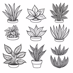 the twelve house plants in pots are drawn by hand