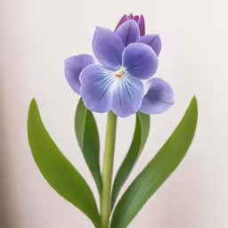 this is a photograph of a blue flower