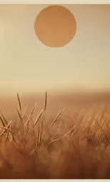 a hazy photo shows the sun rising over a cornfield