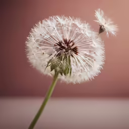 a dandelion plant with several seeds attached to it
