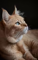 an orange cat has his head looking into the distance