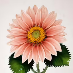 large pink flower on stem in a glass vase
