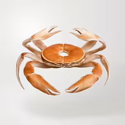 the crab is shaped like a large white octopus