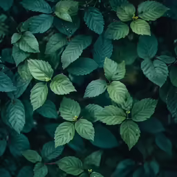 large green leaves are in the middle of green foliage