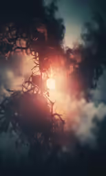 a view of the sun behind a bush
