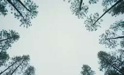 a group of trees with a sky in the background