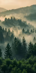 the fog covers the valley near some trees